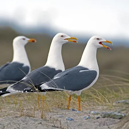 Kuestenquartier Dornumersiel Dornum