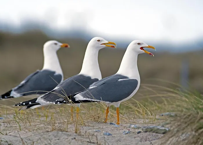 Kuestenquartier Dornumersiel Dornum